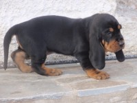 /album/%cf%84%ce%b1-%ce%ba%ce%bf%cf%84%ce%b1%ce%b2%ce%b9%ce%b1-%ce%bc%ce%b1%cf%83/p1015606-%ce%b1%ce%bd%cf%84%ce%af%ce%b3%cf%81%ce%b1%cf%86%ce%bf-jpg/